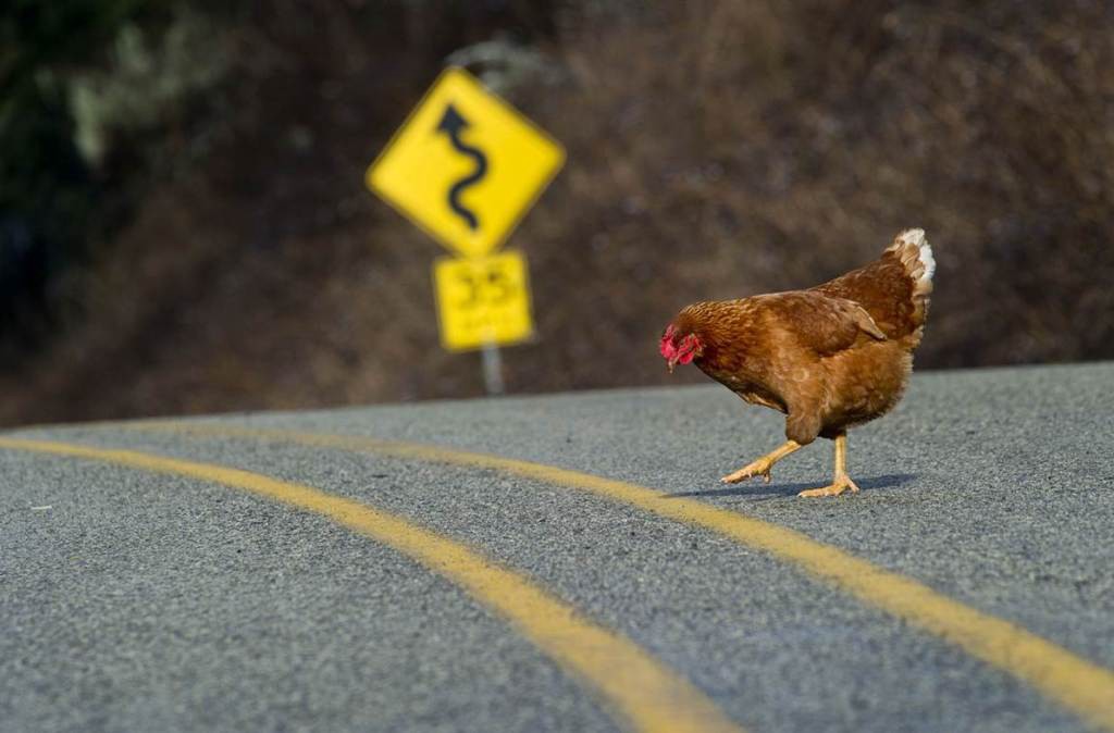 You are currently viewing Why Did the Toothbrush Cross the Road? Here’s the Answer!